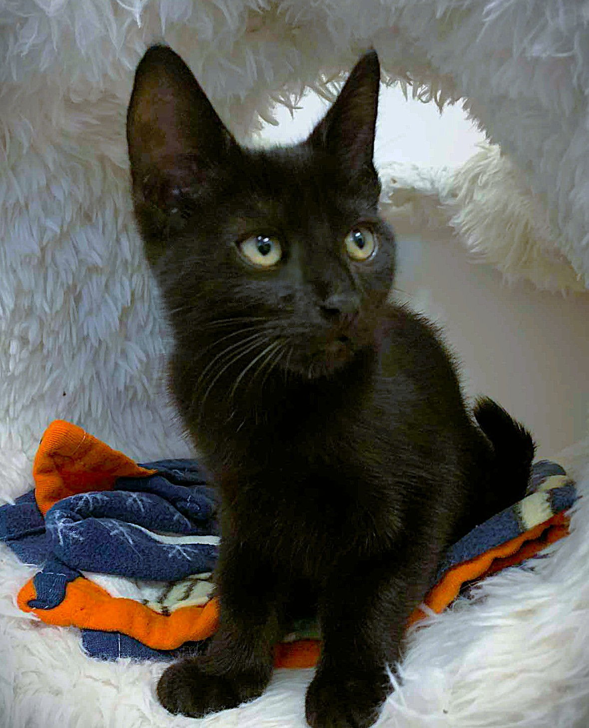Kitten Rhett