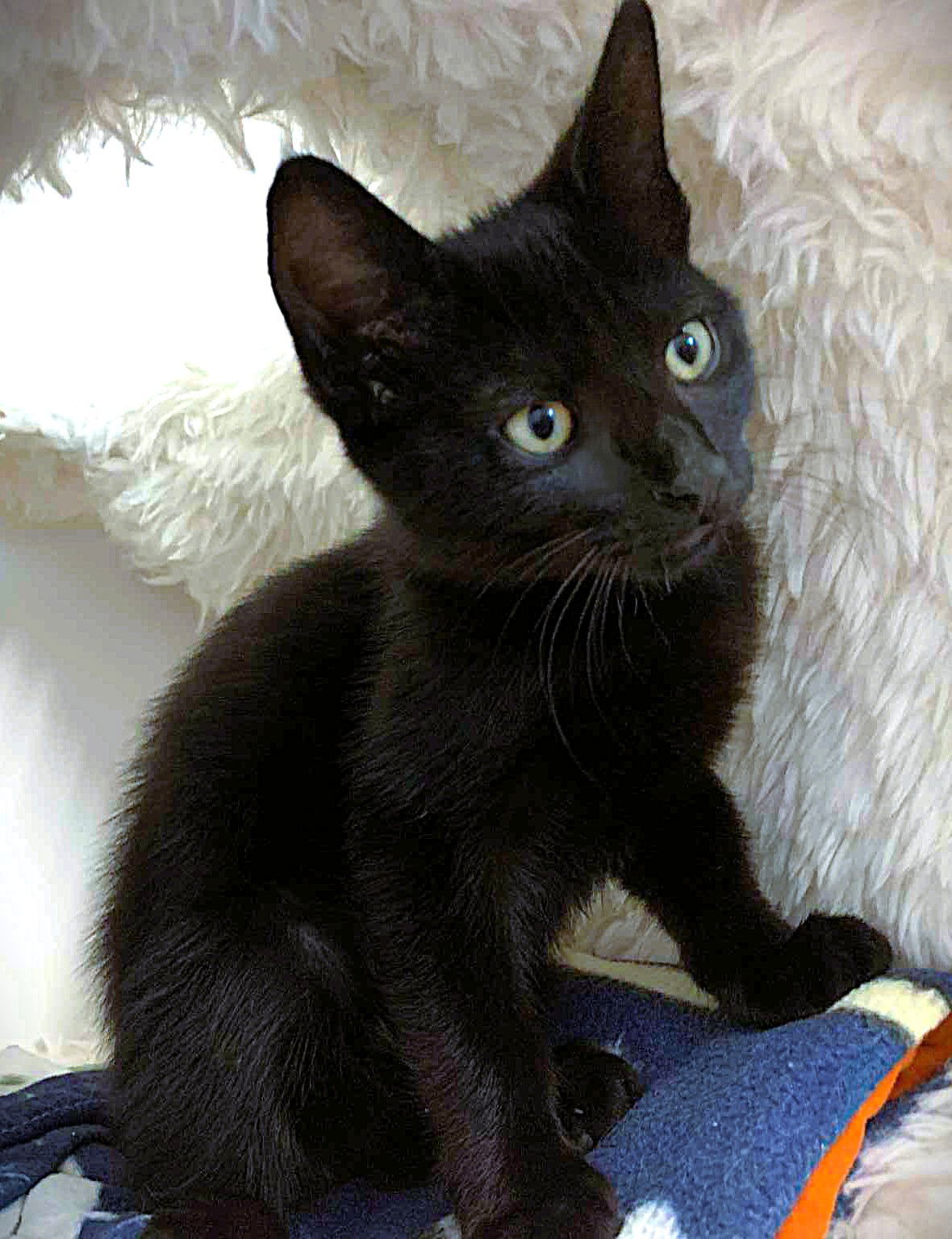 Kitten Rhett