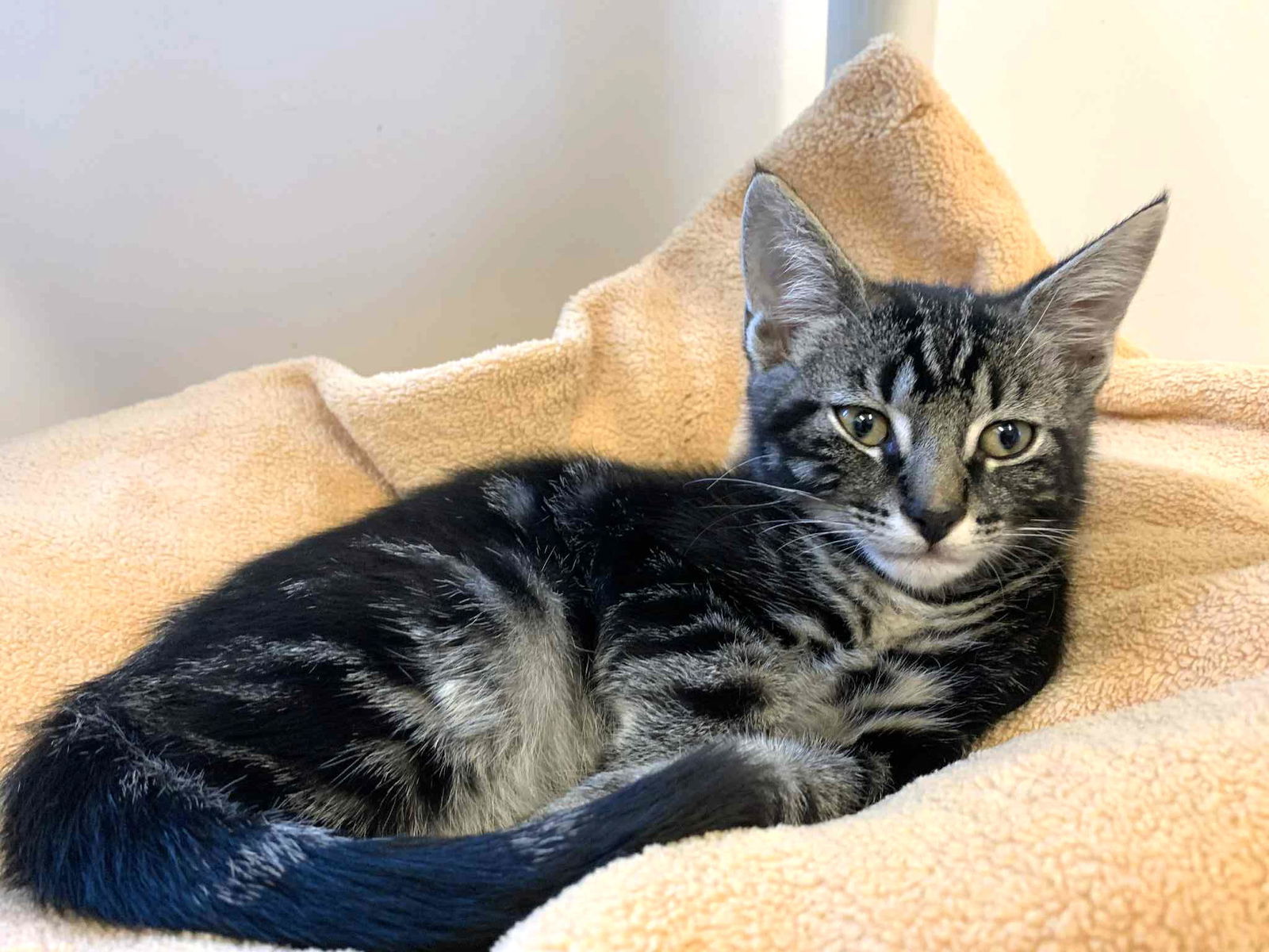 Kitten Rascal