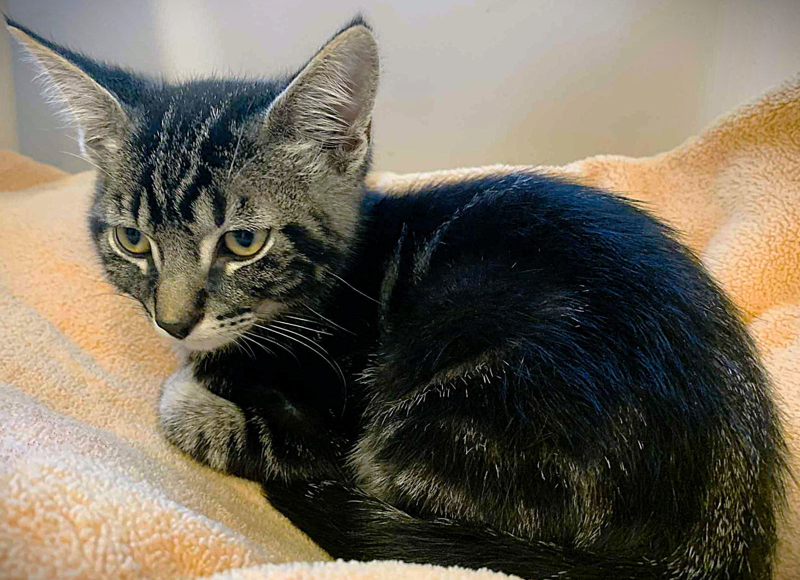 Kitten Rascal