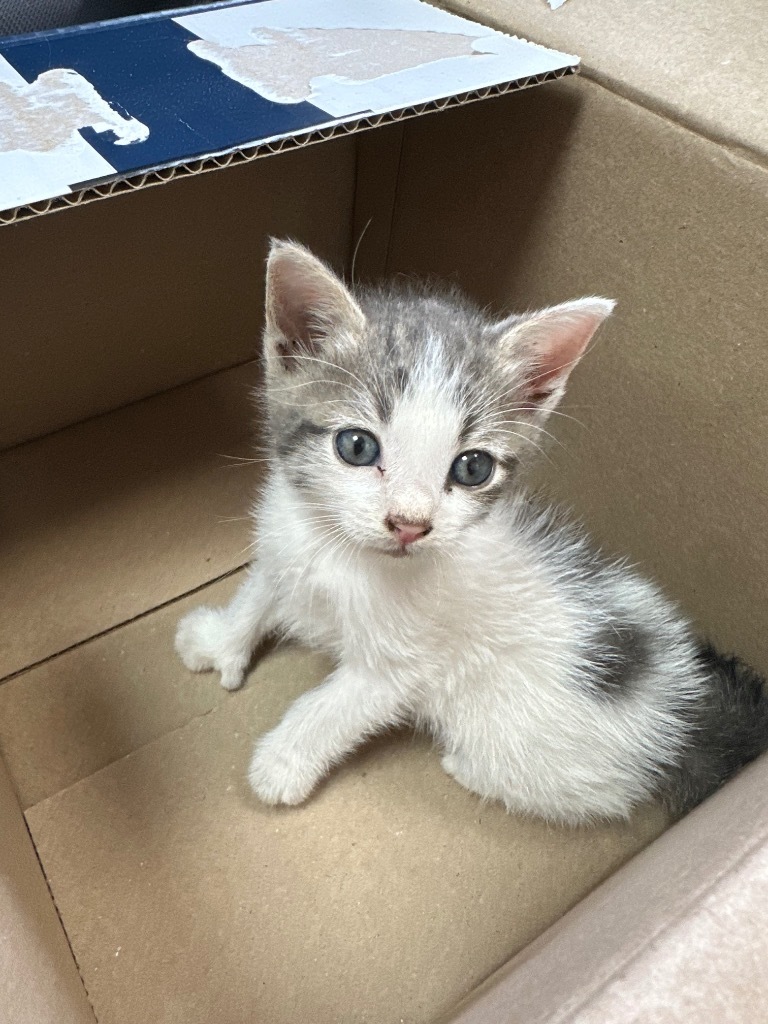 Purrseus
