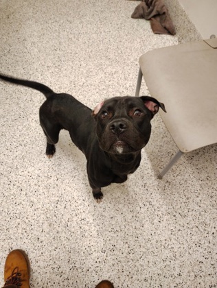 Keeshond, an adoptable Keeshond, Mixed Breed in Atlanta, GA, 30336 | Photo Image 1