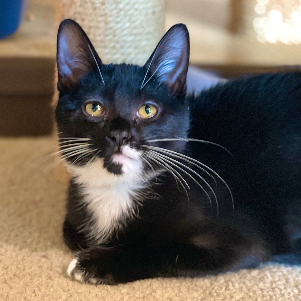 Tux