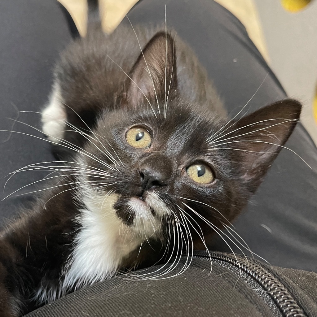 Tux