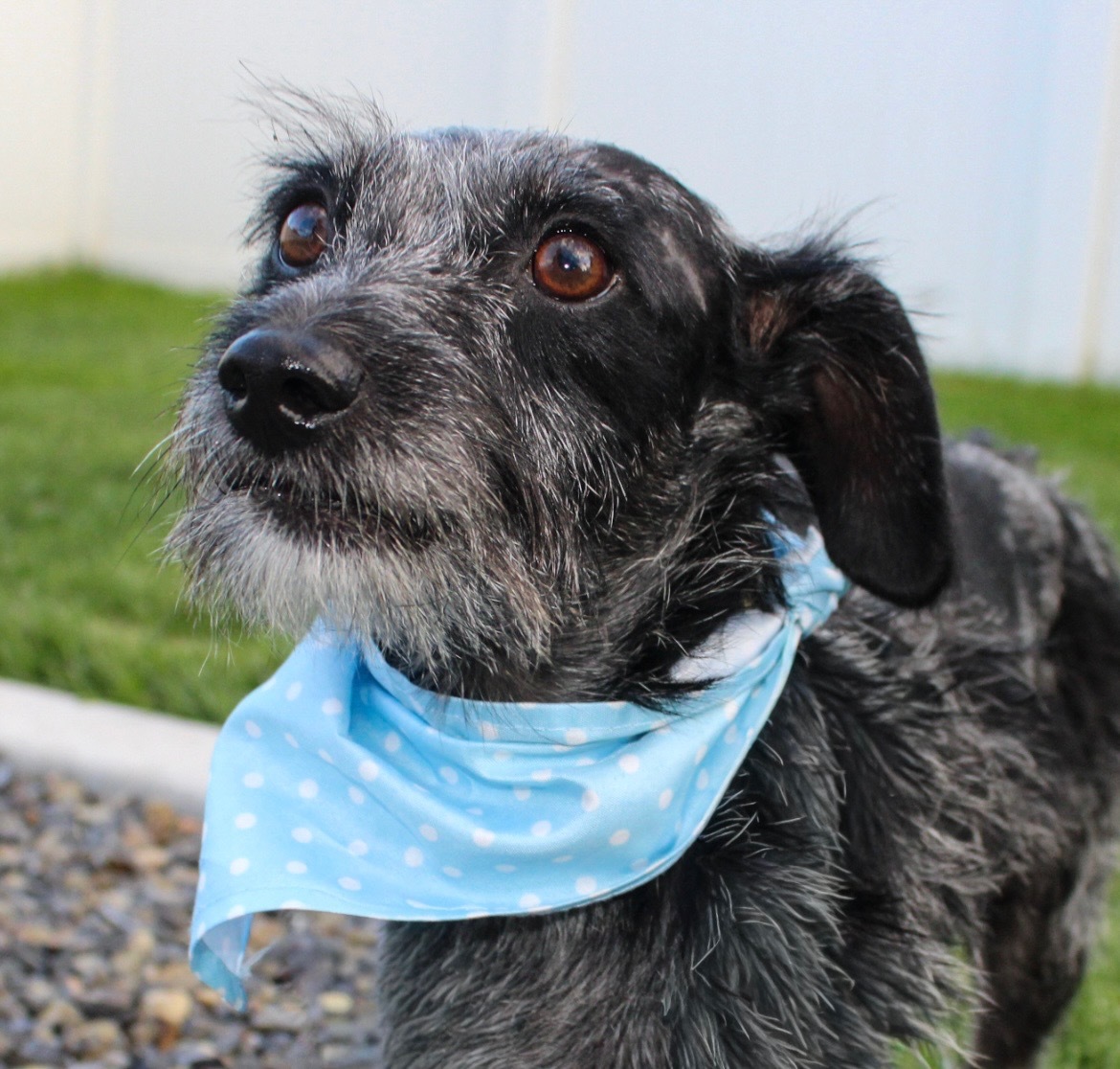 Garth, an adoptable Jack Russell Terrier, Dachshund in Twin Falls, ID, 83301 | Photo Image 1