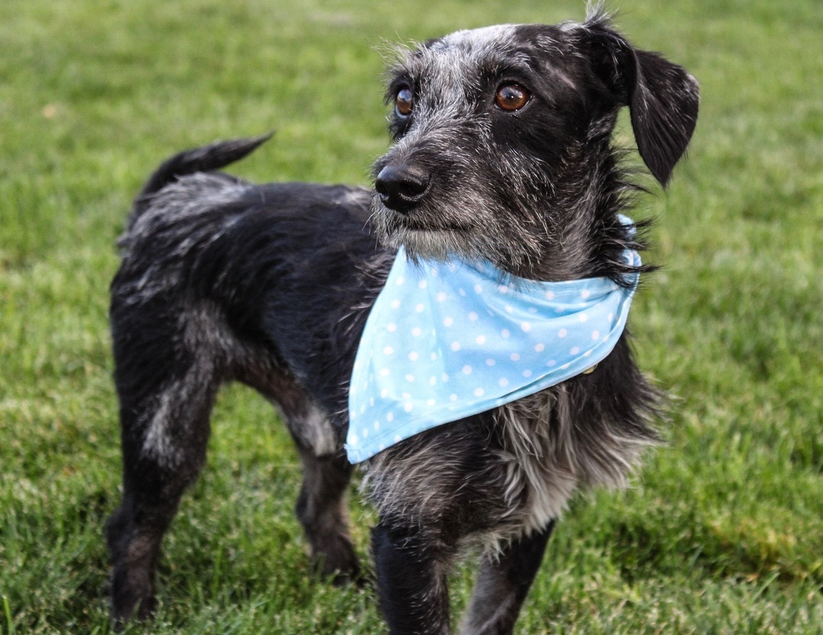 Garth, an adoptable Jack Russell Terrier, Dachshund in Twin Falls, ID, 83301 | Photo Image 2
