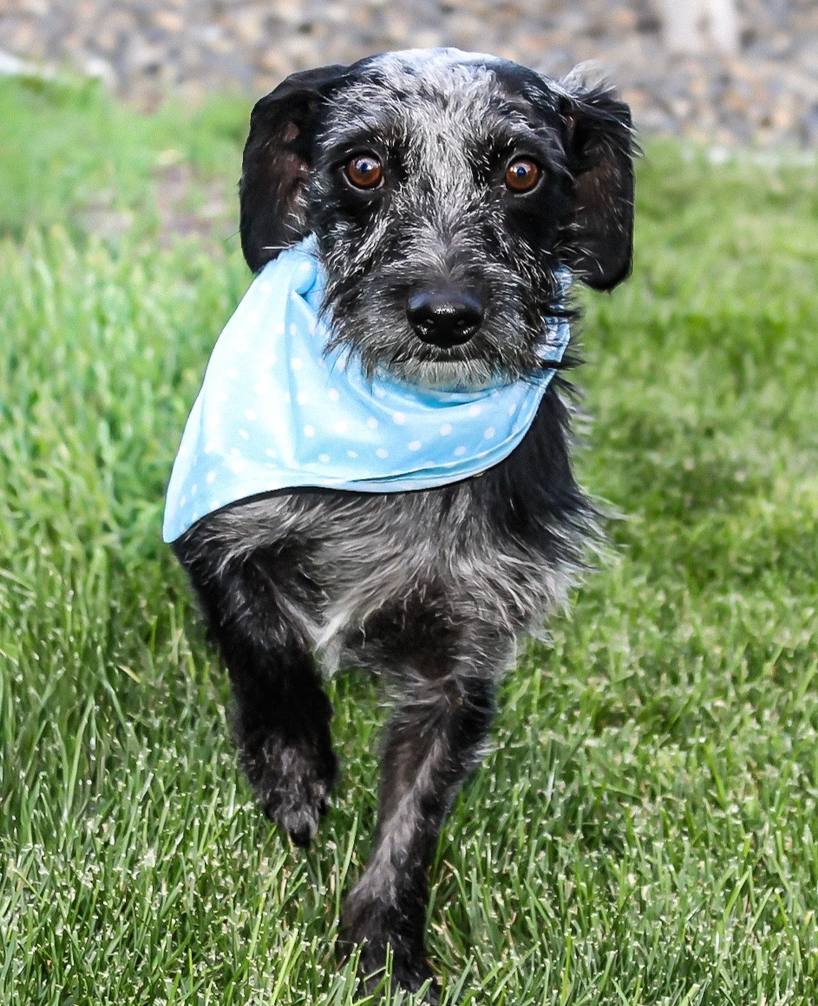 Garth, an adoptable Jack Russell Terrier, Dachshund in Twin Falls, ID, 83301 | Photo Image 3