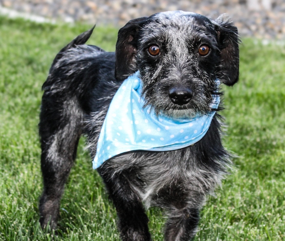 Garth, an adoptable Jack Russell Terrier, Dachshund in Twin Falls, ID, 83301 | Photo Image 4