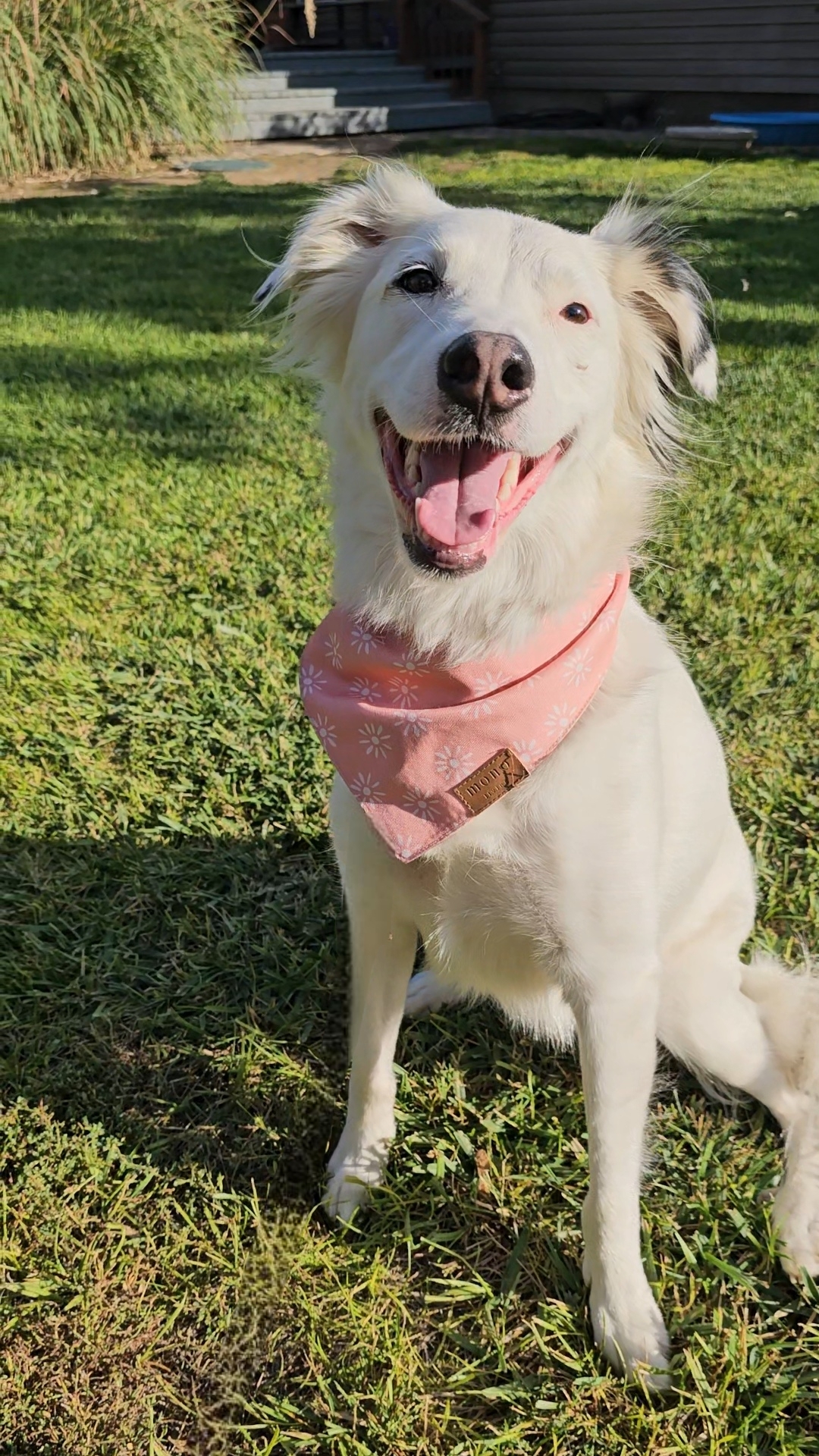 Lola Lu, an adoptable Great Pyrenees, Border Collie in Twin Falls, ID, 83301 | Photo Image 1