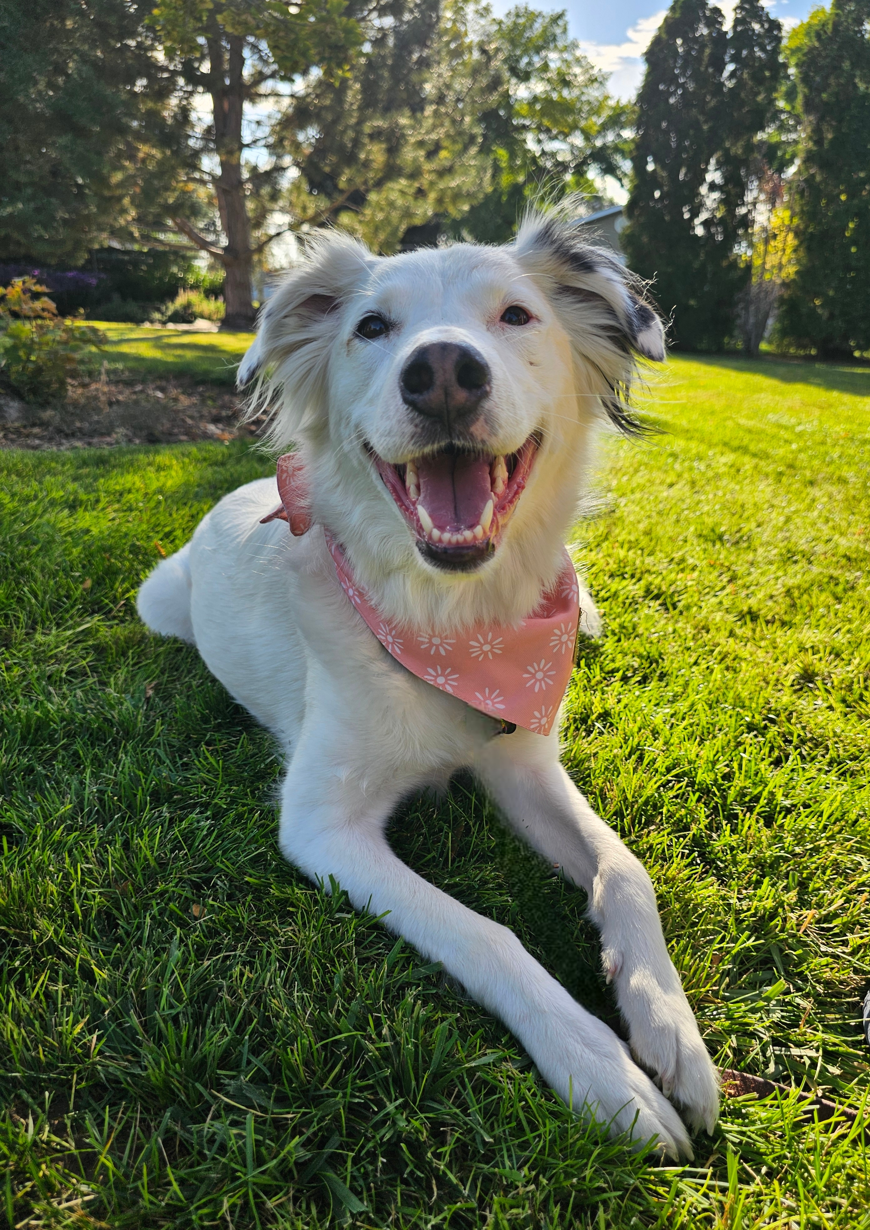 Lola Lu, an adoptable Great Pyrenees, Border Collie in Twin Falls, ID, 83301 | Photo Image 2
