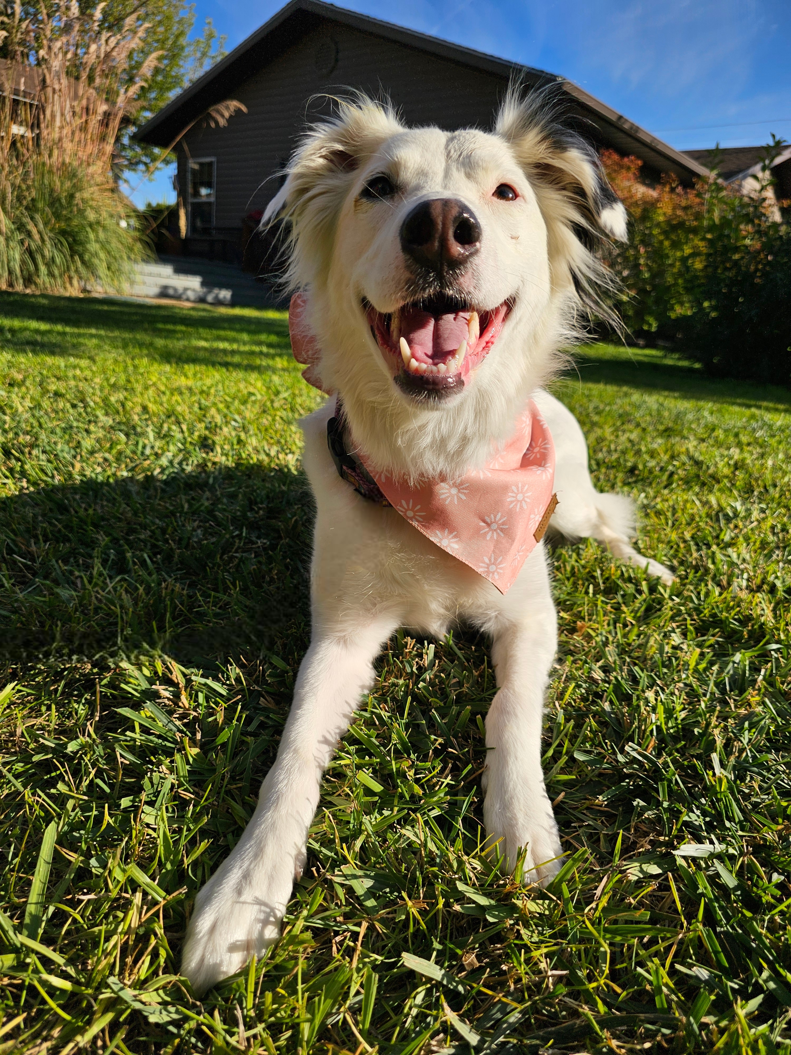 Lola Lu, an adoptable Great Pyrenees, Border Collie in Twin Falls, ID, 83301 | Photo Image 3
