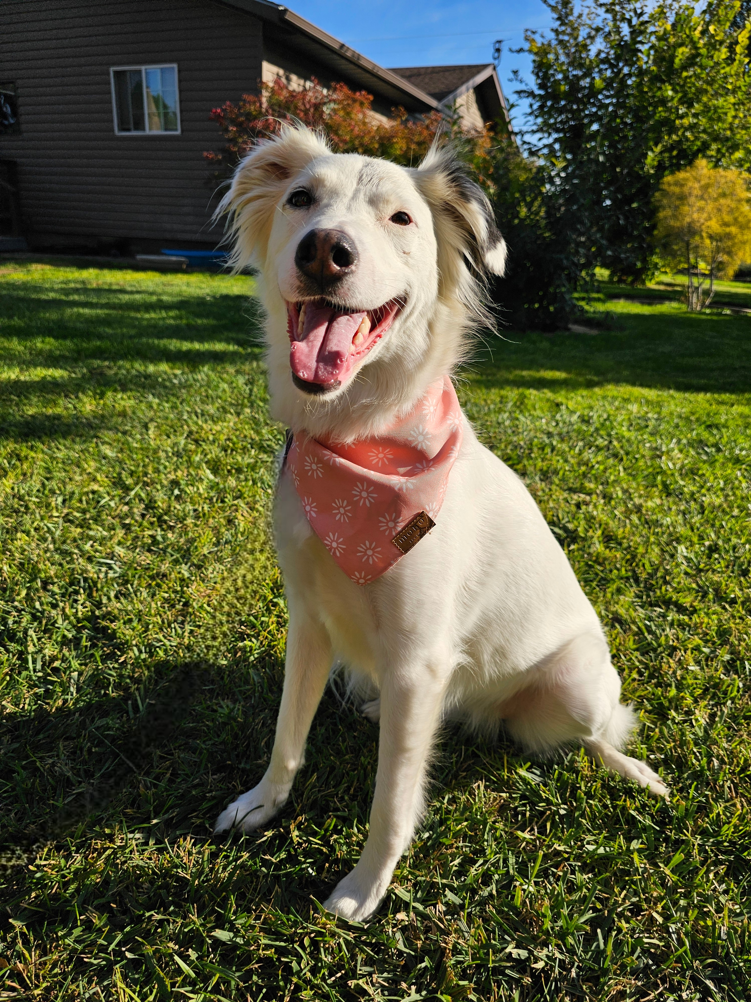 Lola Lu, an adoptable Great Pyrenees, Border Collie in Twin Falls, ID, 83301 | Photo Image 4
