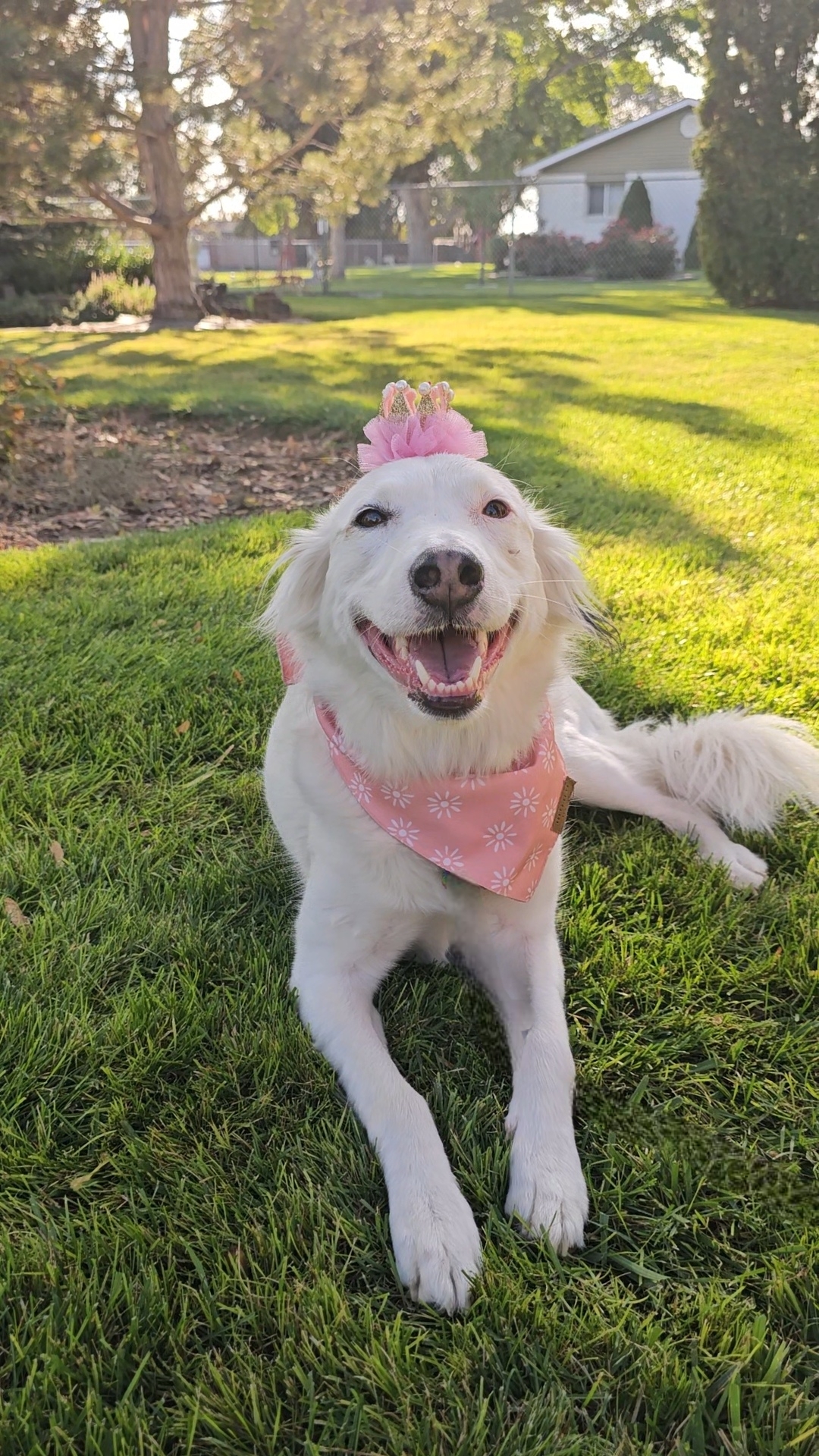 Lola Lu, an adoptable Great Pyrenees, Border Collie in Twin Falls, ID, 83301 | Photo Image 5