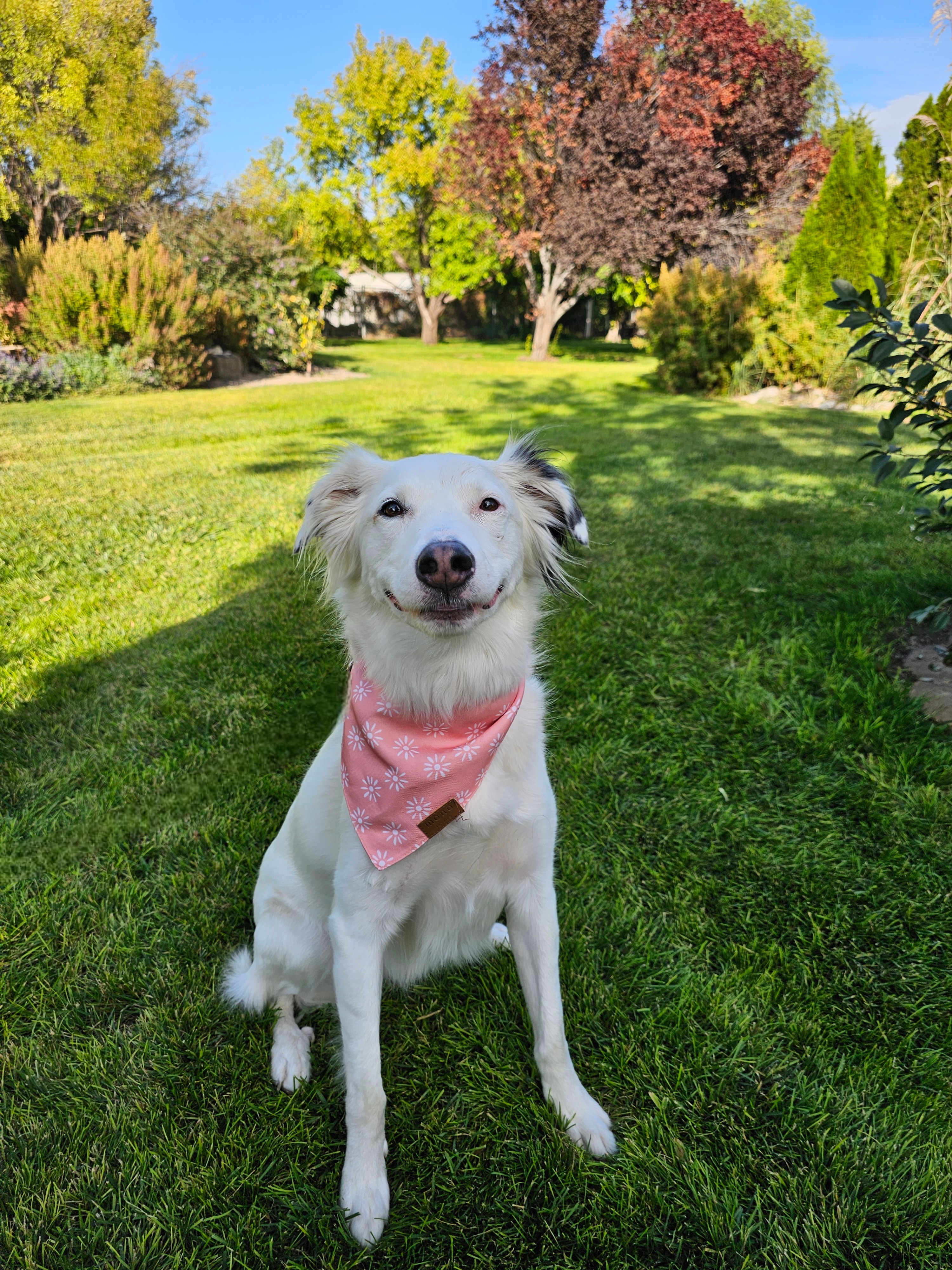 Lola Lu, an adoptable Great Pyrenees, Border Collie in Twin Falls, ID, 83301 | Photo Image 6