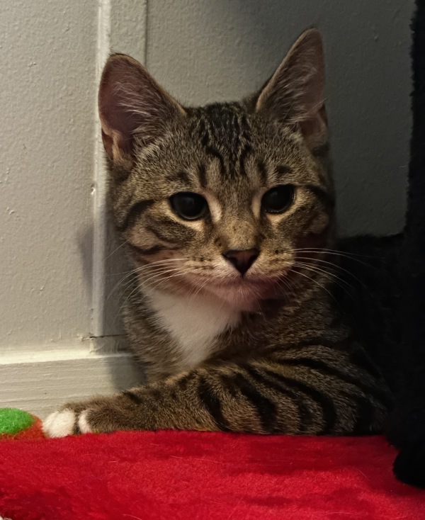 Oscar