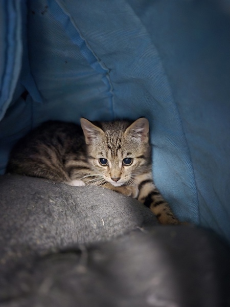 Oscar