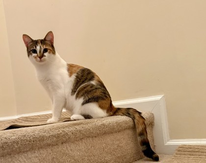 Isabella