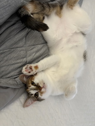 Isabella