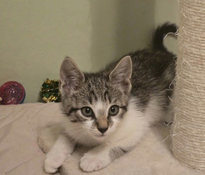 Bumbalina