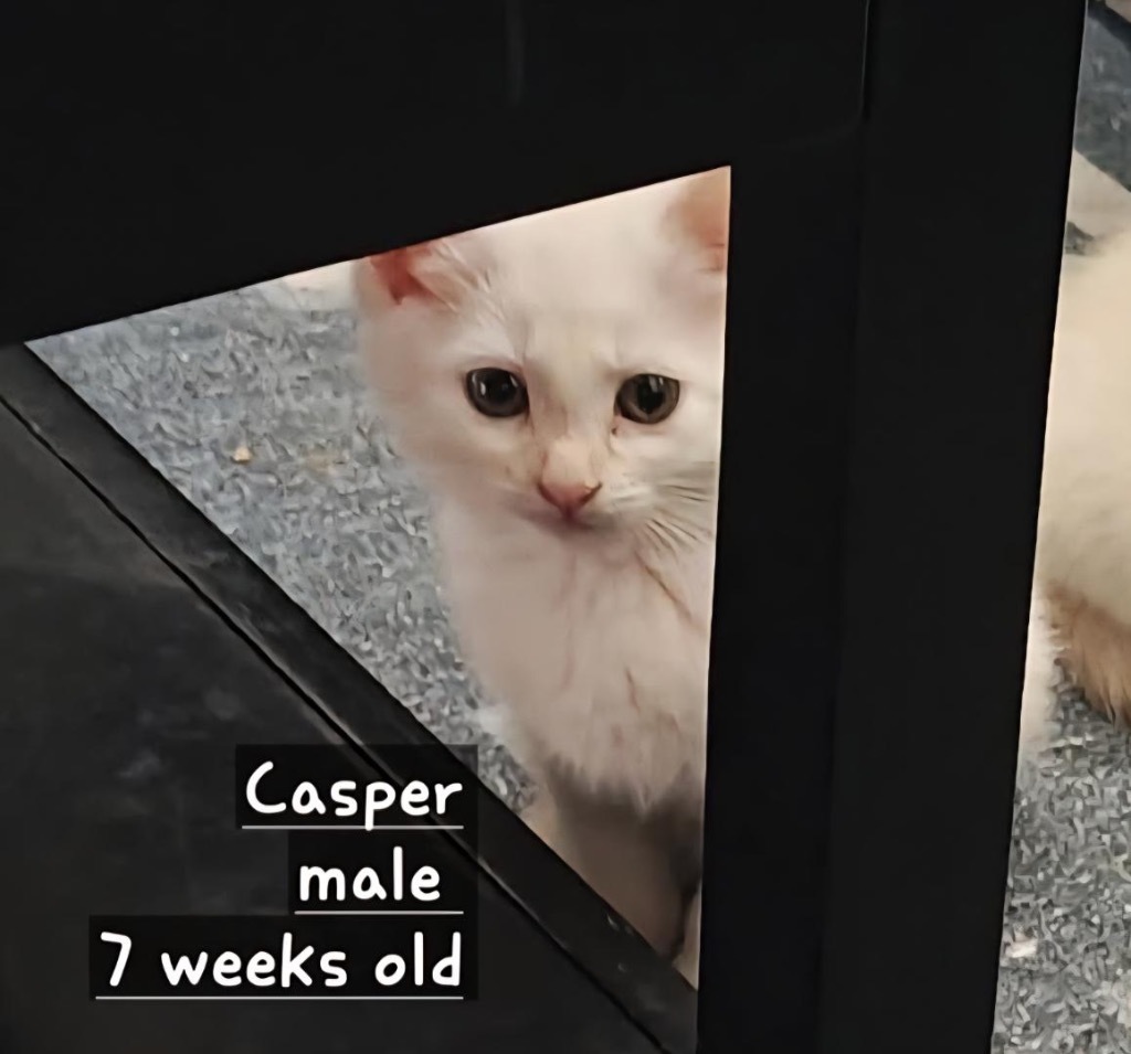 Casper