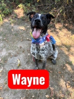 Wayne 125240