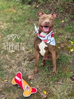 Stephen 33347
