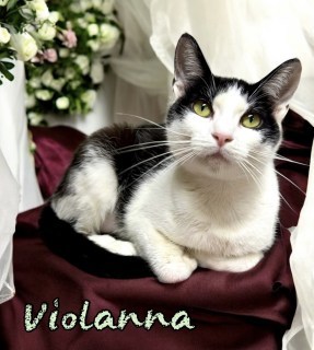 Violanna 125241