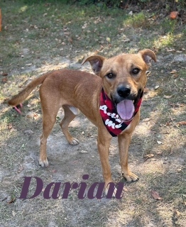 Darian 125294