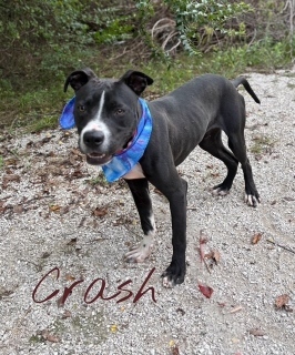 Crash 33217