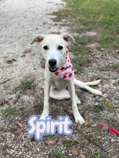 Spirit 33360