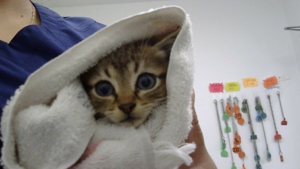 Lottie thumbnail 2