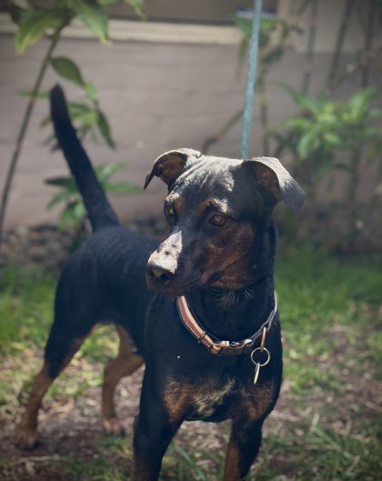 Rocky
