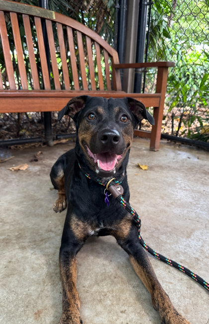 Rocky, an adoptable Rottweiler, Mixed Breed in Honolulu, HI, 96826 | Photo Image 1