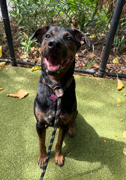 Rocky, an adoptable Rottweiler, Mixed Breed in Honolulu, HI, 96826 | Photo Image 2