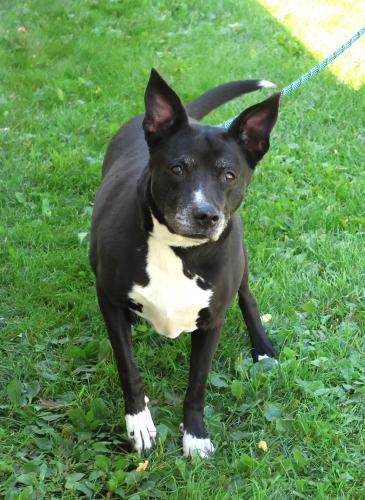 Roxy, an adoptable Cattle Dog, Labrador Retriever in Thief River Falls, MN, 56701 | Photo Image 1