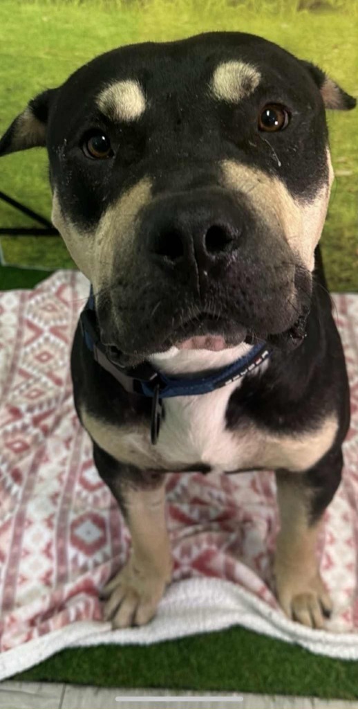 Peanut, an adoptable American Staffordshire Terrier in Brookings, OR, 97415 | Photo Image 1