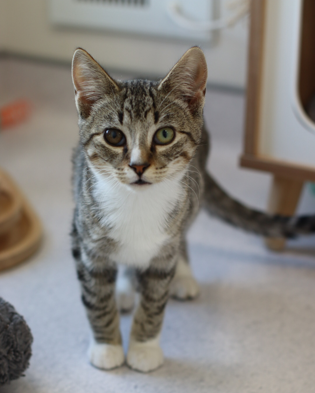 Li Shang, an adoptable Domestic Short Hair in Steinbach, MB, R5G 2B2 | Photo Image 1
