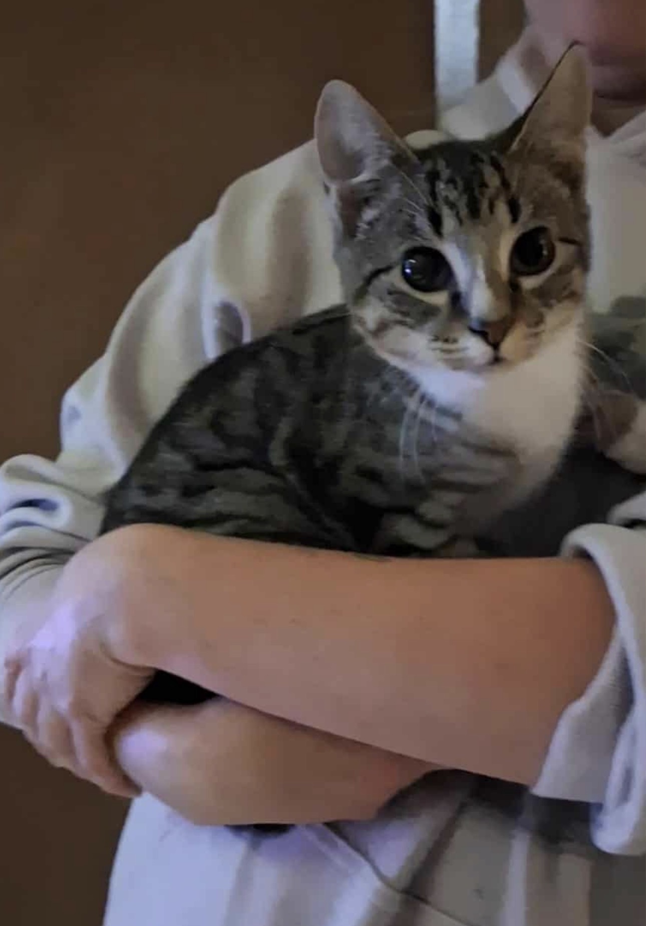 Li Shang, an adoptable Domestic Short Hair in Steinbach, MB, R5G 2B2 | Photo Image 4