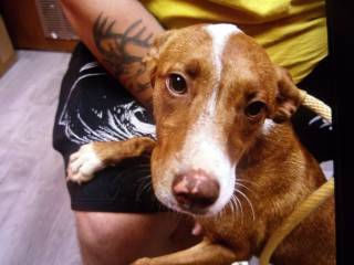 Buddy