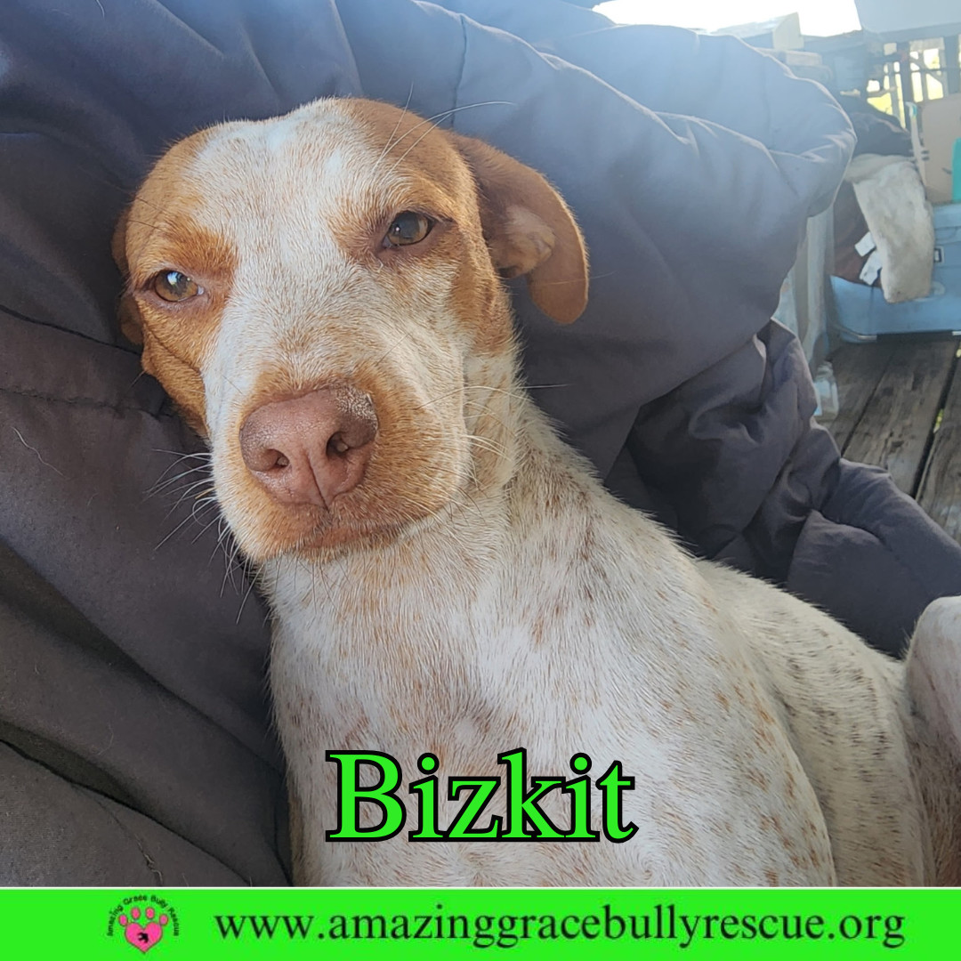Bizkit
