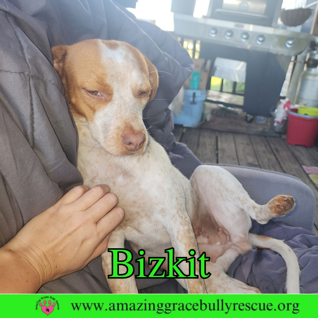 Bizkit