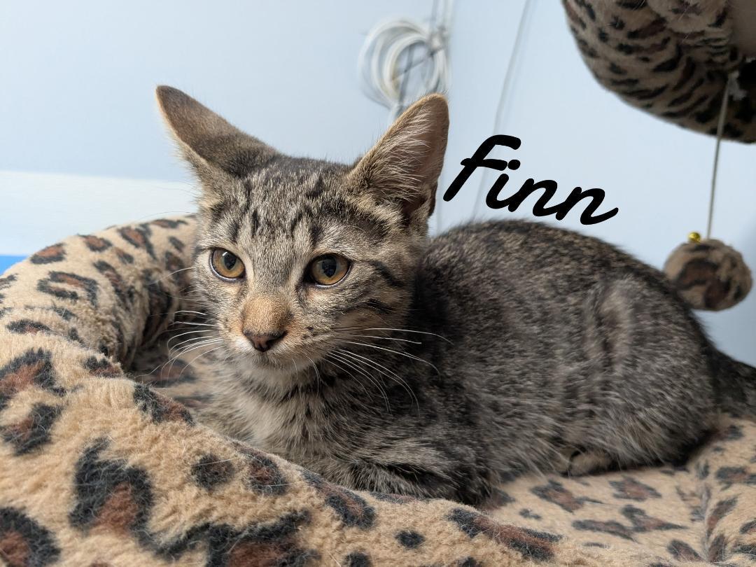 Finn