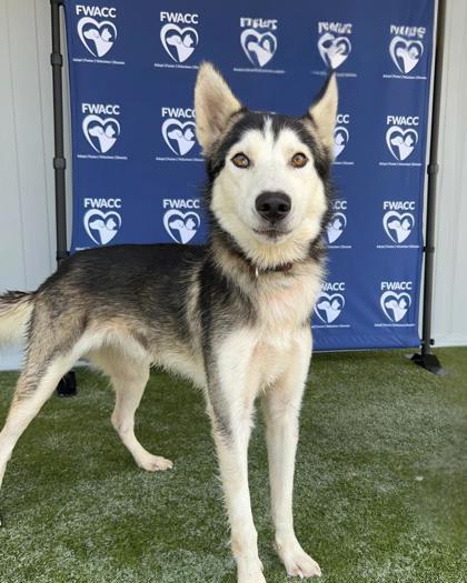 KODA