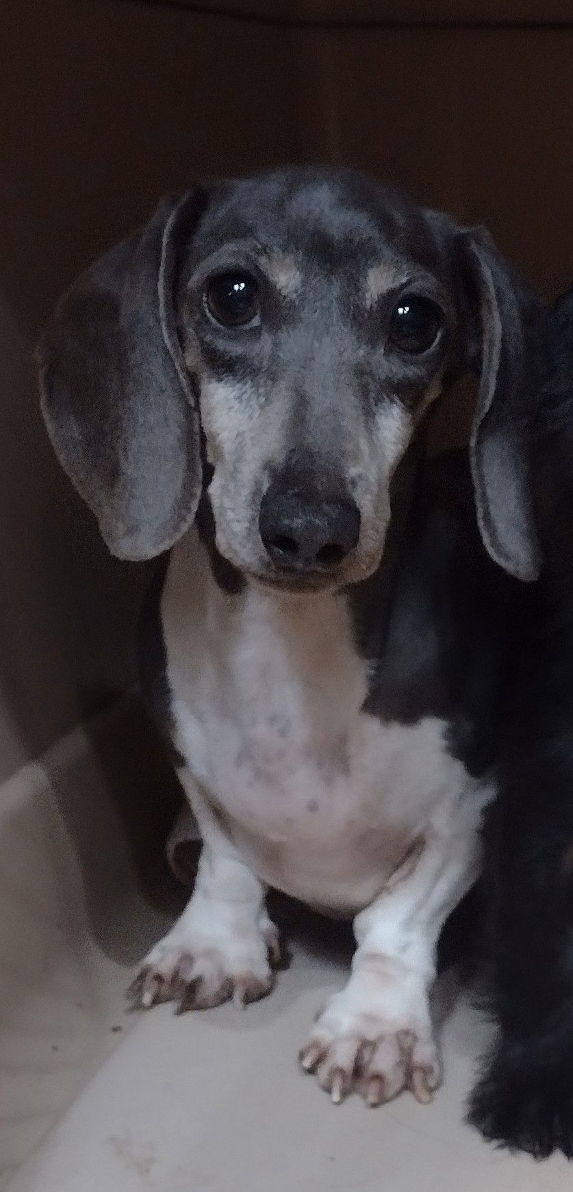 Gigi