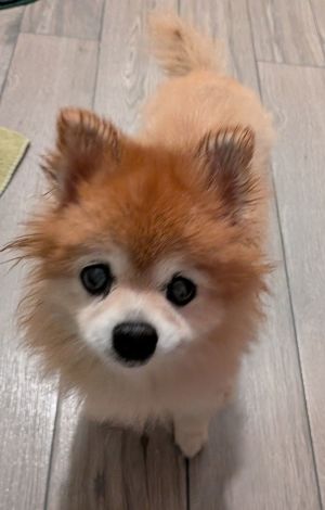 Coco *FH*