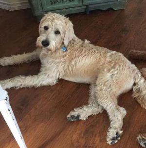 Ralphie - In Foster Home