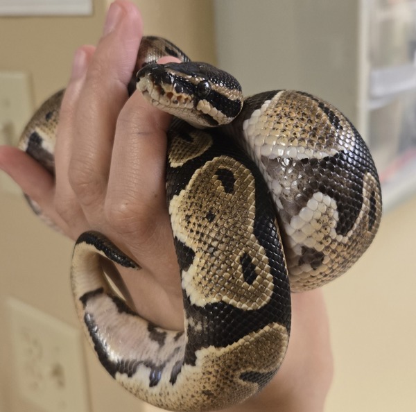 Snake for adoption - Remi, a Ball Python Mix in Waukesha, WI | Petfinder