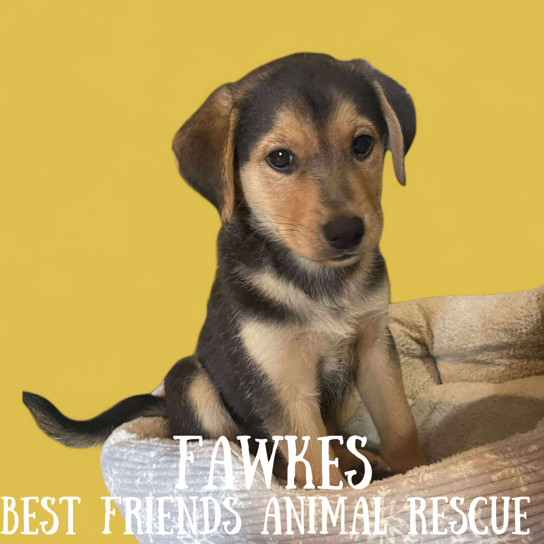 Fawkes