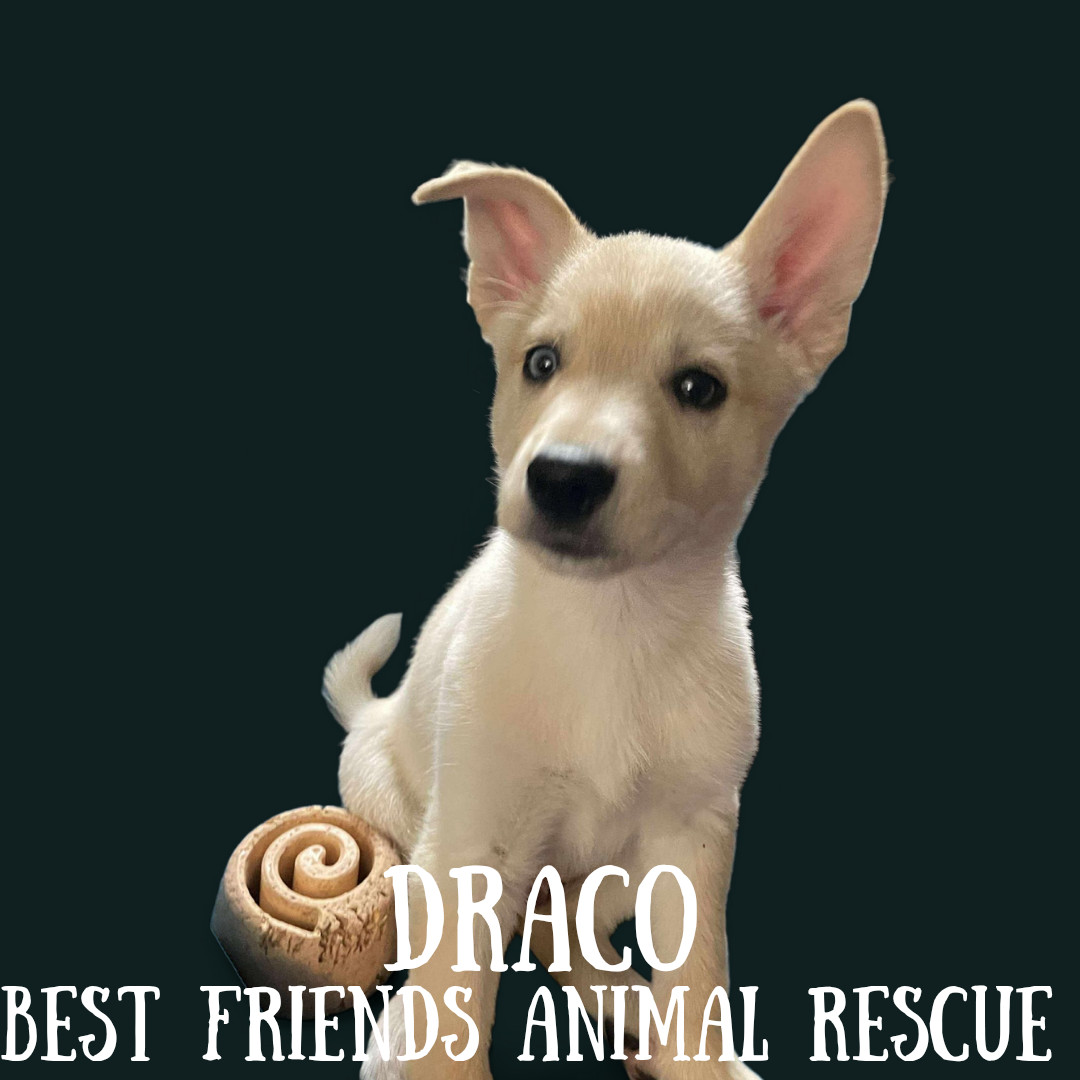Draco