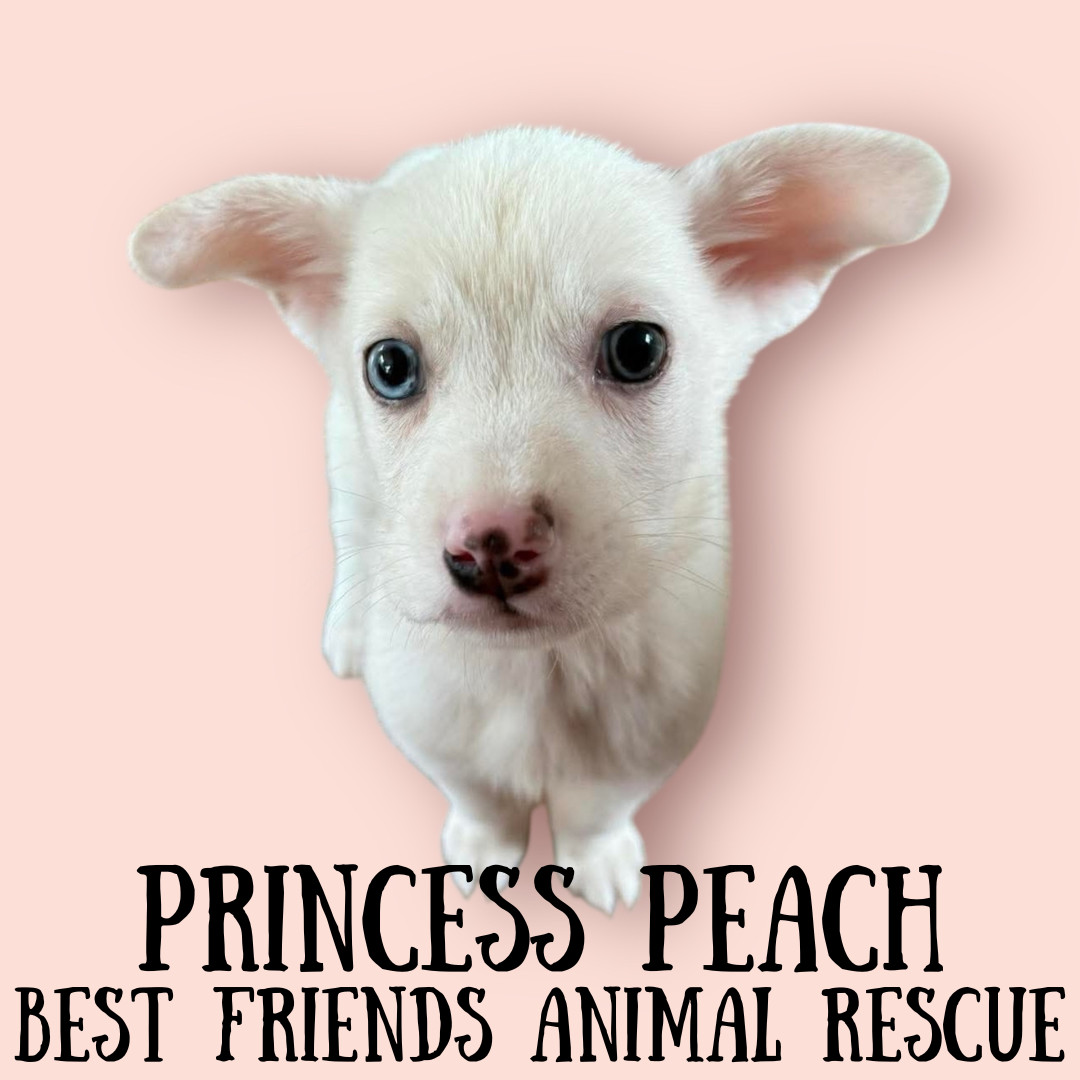 Princess Peach, an adoptable American Eskimo Dog in Wasilla, AK, 99654 | Photo Image 1
